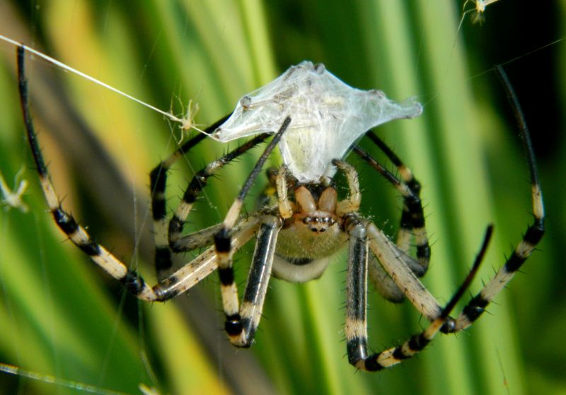 Fermo che ti mordo! Argiope bruennichi